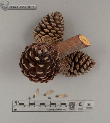 Pinus-patula-FS8405.jpg.jpg