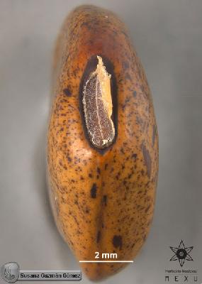 Canavalia-acuminata-FS3836-zh.jpg.jpg