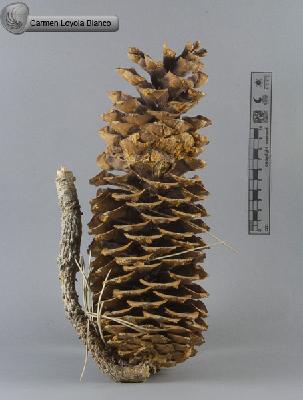 Pinus-lambertiana-FS7436.jpg.jpg