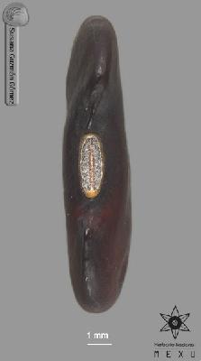 Lonchocarpus-latimarginatus-FS4102-zh.jpg.jpg