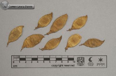 Lonchocarpus-hidalgensis-FS4189.jpg.jpg