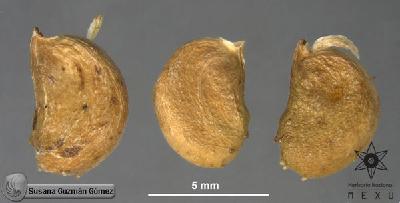 Melampodium-perfoliatum-FS1108-sem.jpg.jpg
