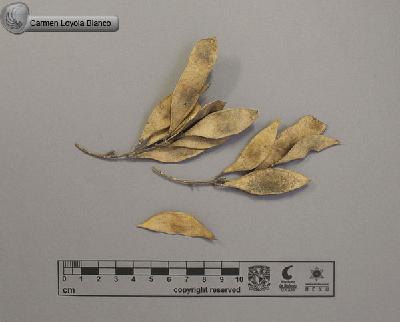 Lonchocarpus-latifolius-FS4103.jpg.jpg