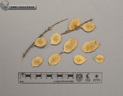 Lonchocarpus-luteomaculatus-FS4109.jpg.jpg