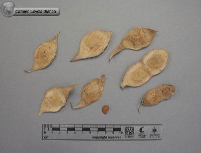Lonchocarpus-cochleatus-FS4009.jpg.jpg