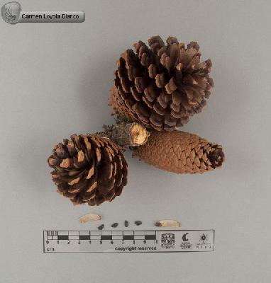 Pinus-attenuata-FS8399.jpg.jpg