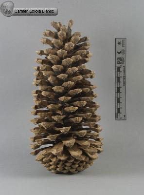 Pinus-devoniana-FS7259.jpg.jpg