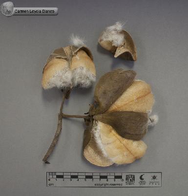 Cochlospermum-vitifolium-FS8552.jpg.jpg
