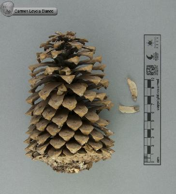 Pinus-engelmannii-FS7240.jpg.jpg