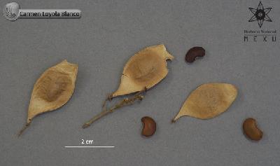 Lonchocarpus-fuscopurpureus-FS4250.jpg.jpg