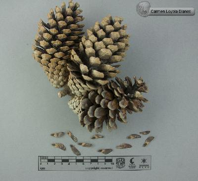 Pinus-greggii-FS7361.jpg.jpg
