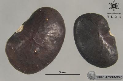 Lonchocarpus-minimiflorus-FS4002-sem.jpg.jpg