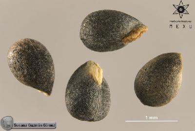 Acalypha-indica-var-mexicana-FS2110-sem.jpg.jpg