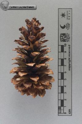 Pinus-maximinoi-FS5417.jpg.jpg