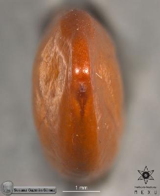 Leucaena-lanceolata-var-sousae-FS3298-zh.jpg.jpg