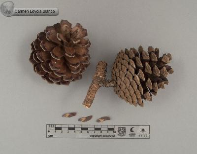 Pinus-oocarpa-FS8396.jpg.jpg