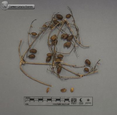 Cayaponia-racemosa-FS8545.jpg.jpg