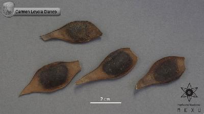 Lonchocarpus-constrictus-FS4239.jpg.jpg