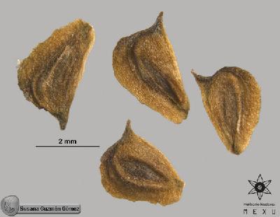 Sagittaria-macrophylla-FS53.jpg.jpg