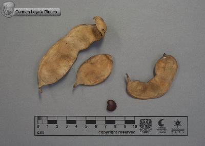 Lonchocarpus-caudatus-FS4012.jpg.jpg