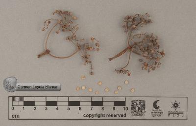 Psychotria-limonensis-FS6441.jpg.jpg