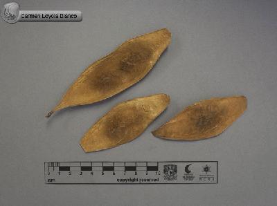 Lonchocarpus-costaricensis-FS4226.jpg.jpg