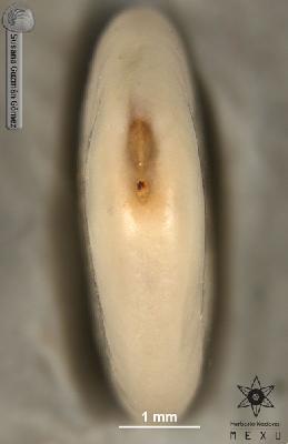 Piptadenia-obliqua-FS3350-zh.jpg.jpg
