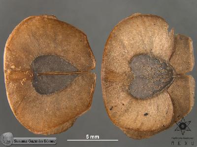 Aristolochia-maxima-FS360-sem2.jpg.jpg