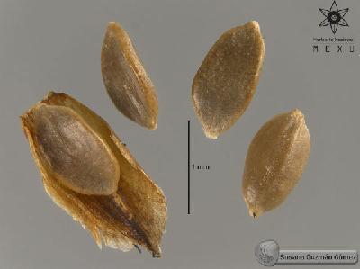 Cyperus-semiochraceus-FS2106.jpg.jpg