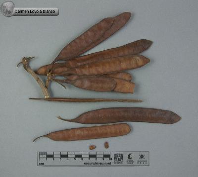 Leucaena-lanceolata-var-sousae-FS3298.jpg.jpg