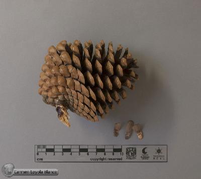 Pinus-radiata-FS8012-a.jpg.jpg