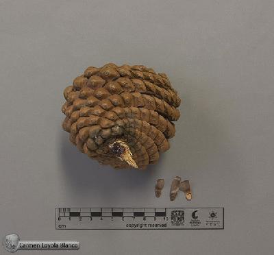 Pinus-radiata-FS8012-b.jpg.jpg