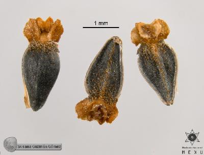 Parthenium-hysterophorus-FS9439-aquenios.jpg.jpg