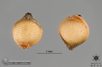 Rhynchospora-nervosa-ssp-ciliata-FS9469-aquenios.jpg.jpg