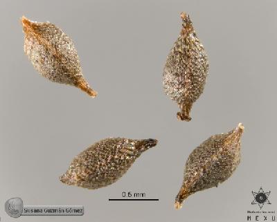 Cyperus-ochraceus-FS9458-aquenios-1.jpg.jpg