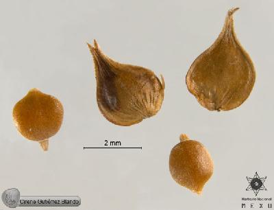 Carex-xalapensis-FS9949.jpg.jpg