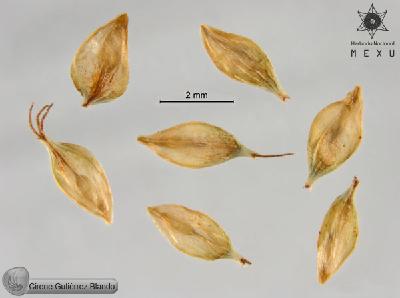Carex-galeottiana-FS9939.jpg.jpg