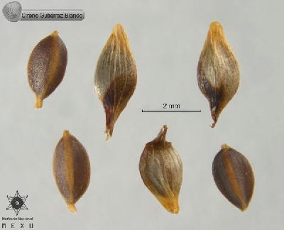 Carex-humboldtiana-FS9938.jpg.jpg