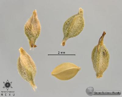 Carex-schiedeana-FS9950.jpg.jpg