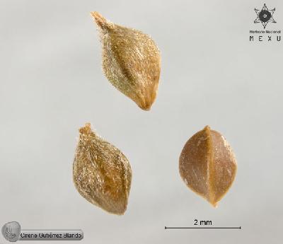 Carex-coulteri-FS9937.jpg.jpg