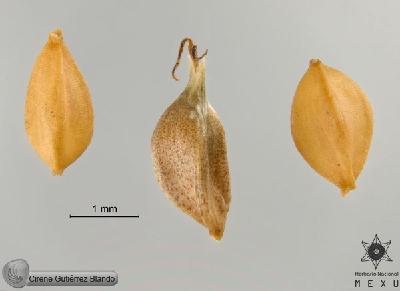 Carex-anisostachys-FS9942.jpg.jpg
