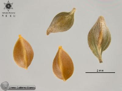 Carex-ciliaris-FS9940.jpg.jpg