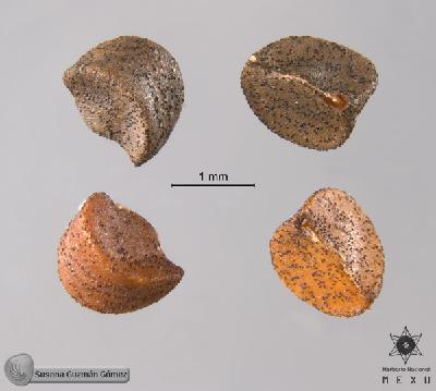 Phyllanthus-liebmannianus-FS9520-1.jpg.jpg
