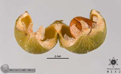Phyllanthus-acuminatus-FS9517-2.jpg.jpg