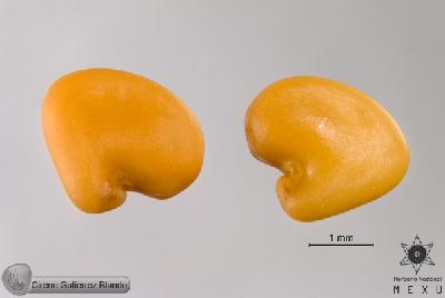 Crotalaria-pumila-FS9617-2.jpg.jpg