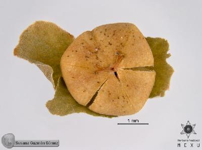 Phyllanthus-ferax-FS9518-3.jpg.jpg