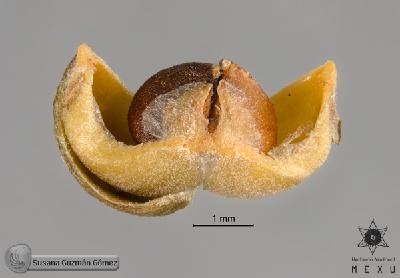 Phyllanthus-mocinianus-FS9522-2.jpg.jpg