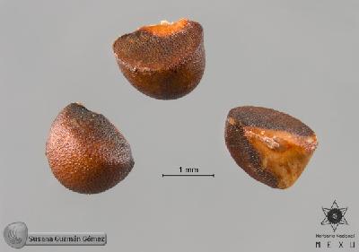 Phyllanthus-mocinianus-FS9522-1.jpg.jpg