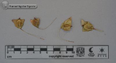 Begonia-gracilis-FS9802.jpg.jpg