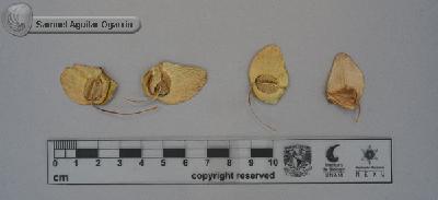 Begonia-thiemei-FS573.jpg.jpg